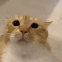 Cat GIF