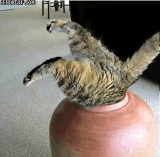 Cat Pot GIF - Find & Share on GIPHY
