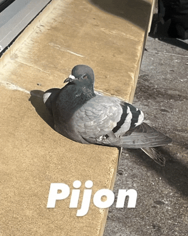 Pigeon Meme GIF