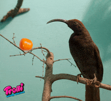 bird candy GIF by Trolli