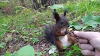 Squirrel Freezes After Feeding On Fresh Snacks