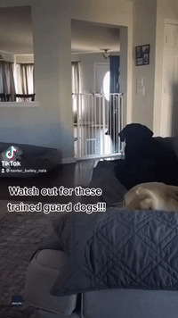Barking Up the Wrong Tree: Labrador Trio Show They're Not the Best Guard Dogs