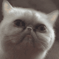 Cat Zoom In GIF by Paul Trillo