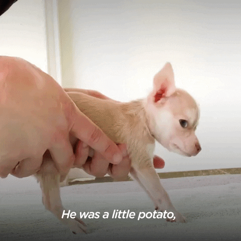 Small Dogs Baby GIF by The Dodo