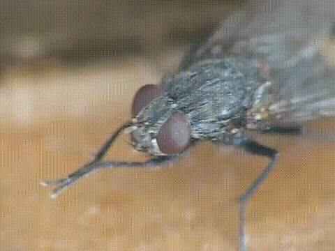Fly Plotting GIF - Find & Share on GIPHY