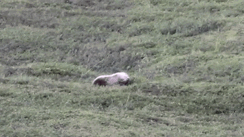 rolling grizzly bears GIF