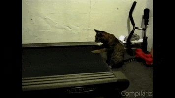 cats treadmill GIF by David Firth
