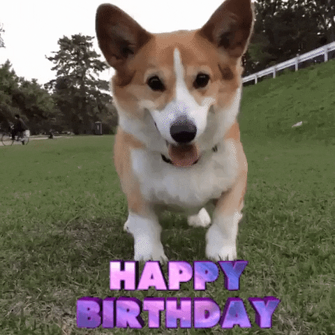Video gif. Corgi prances in place excitedly on the grass, with tongue sticking out and smiling. Text, "Happy birthday."