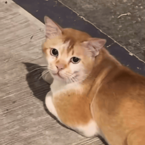 Cat Judging GIF