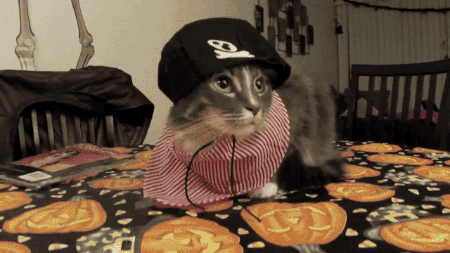 cat