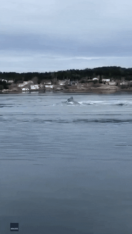 Humpback Whale Ocean GIF by Storyful