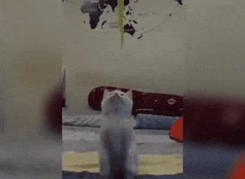 cat GIF by Pamily