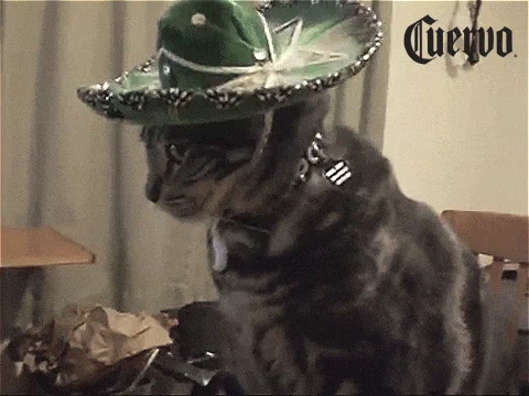 tequila GIF
