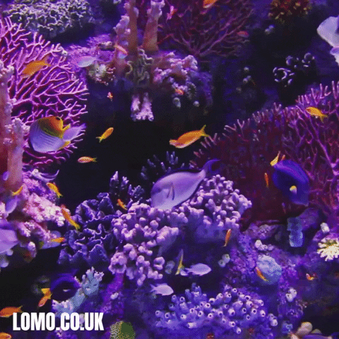 Ocean Fish GIF by Lomo Watersport