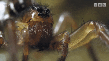 Spider Scandinavia GIF by PBS