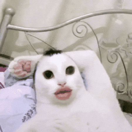 Vincidaaa GIF