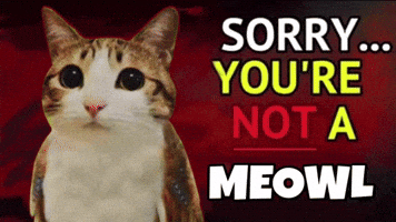 Meowl GIF