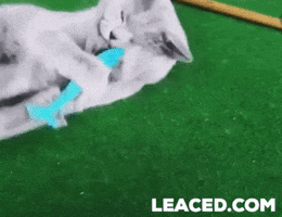 Leaced GIF