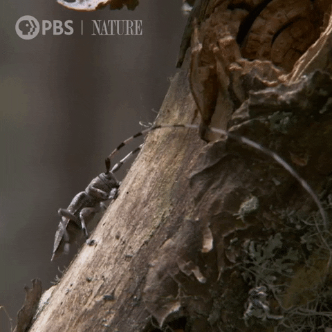 Pbs Nature Forest GIF by Nature on PBS