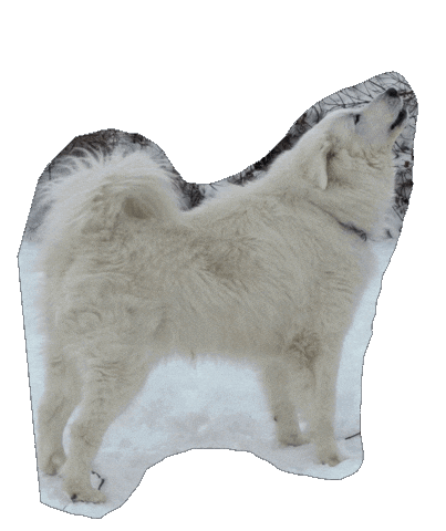Speaking White Dog Sticker