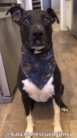 Black Dog Rescue GIF by Geekster Pets