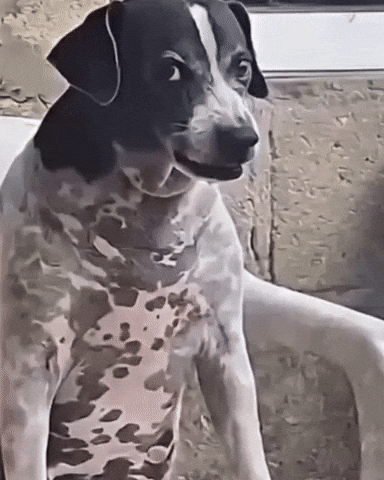 Dog Mancha GIF