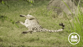 Cheetah Rolling GIF by Memphis Zoo