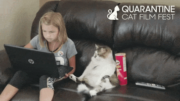 RowHousePGH cat cats adorable pets GIF