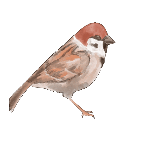 Bird Sticker