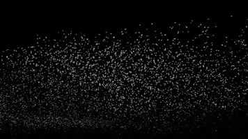 Birds Backgrounds GIF by The Chemical Brothers