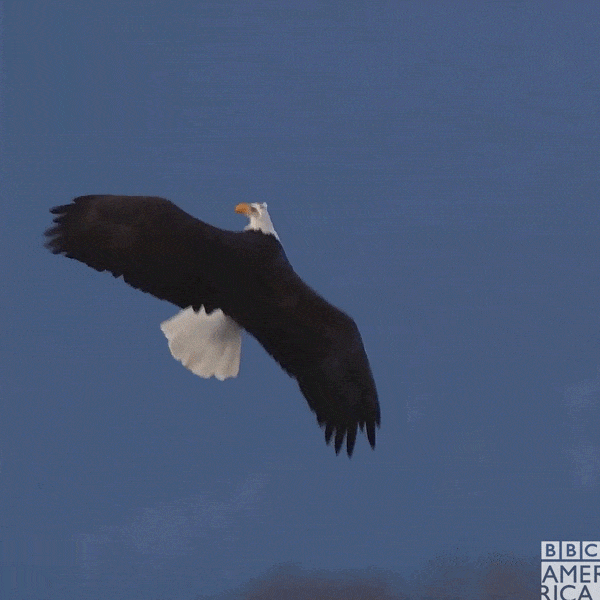 Flying Life Story GIF by BBC America Find & Share on GIPHY