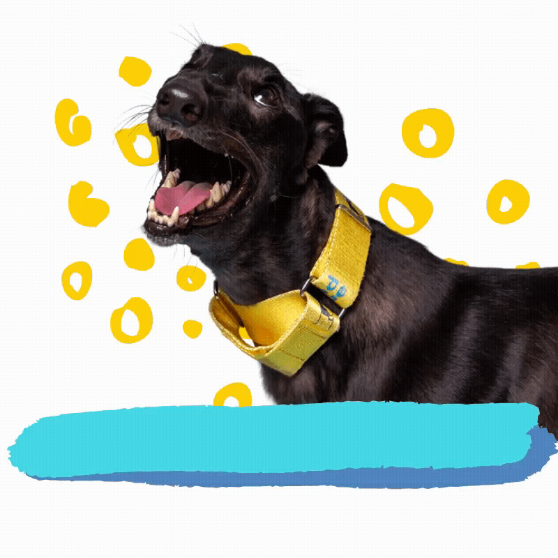 Rescue Dog GIF by Greyhound Rescue Find & Share on GIPHY