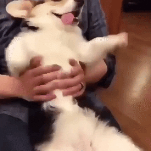 Video gif. Corgi relaxes back into someone's arms with its belly facing us, tongue hanging out of one side of its mouth. The person moves its belly up and down, making the corgi's extremely relaxed arms flop around like limp noodles. 