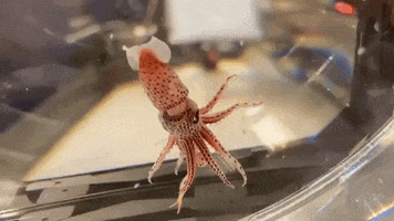 Cephalopod Cockeyed Squid GIF by OctoNation® The Largest Octopus Fan Club!