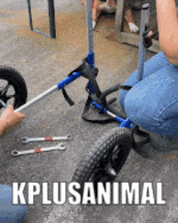Kerkoc GIF
