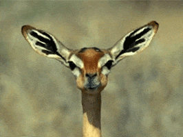 deer llama GIF