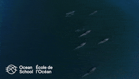 dolphin-dolphins-dauphin-IeYi5xD49BxaGcznNB