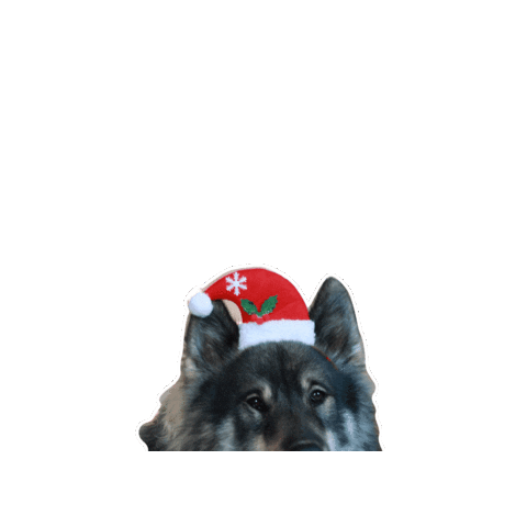 Groll collection GIFs on GIPHY - Be Animated