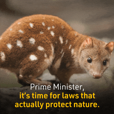 ausconservation cute animals extinction erased australian animals GIF