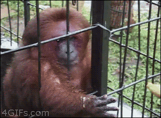 Monkey-with-a-banana GIFs - Get the best GIF on GIPHY
