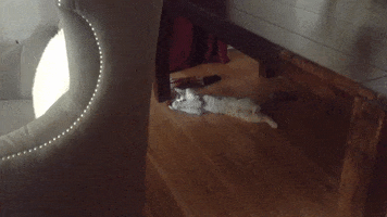 Catnip Kitty GIF