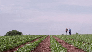 channelseed agriculture farmer corn farming GIF