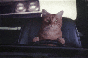 Cat Driving GIF by Liqui Moly Brasil