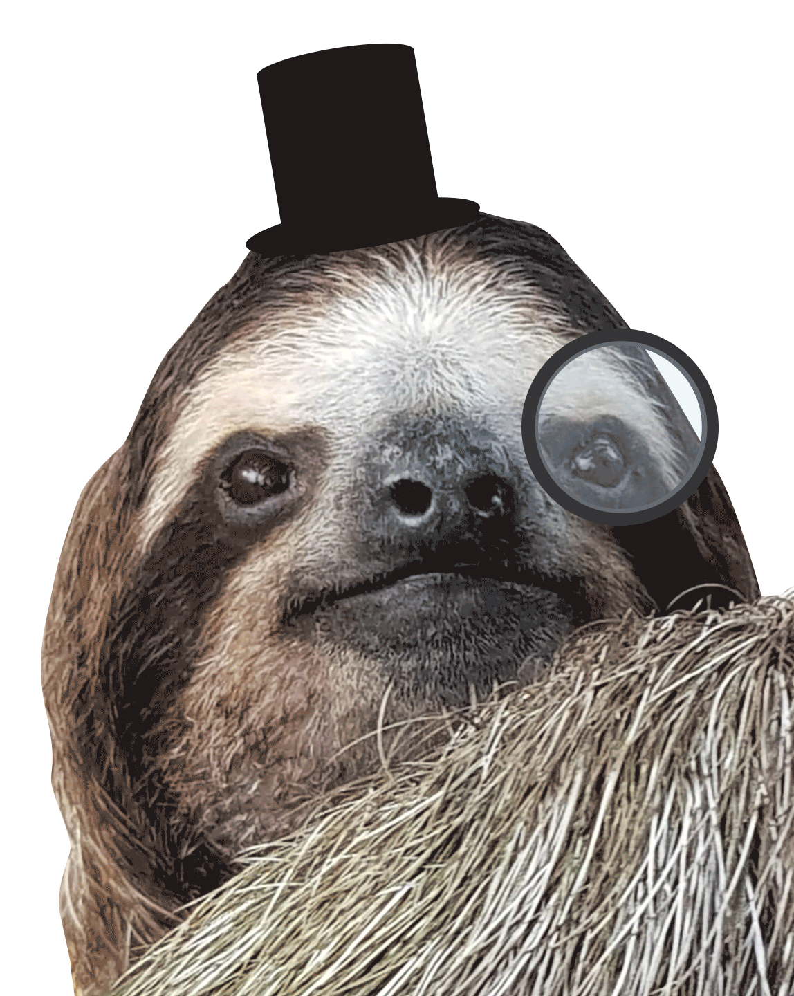 Slotherhouse GIFs on GIPHY - Be Animated, image size:1148x1440