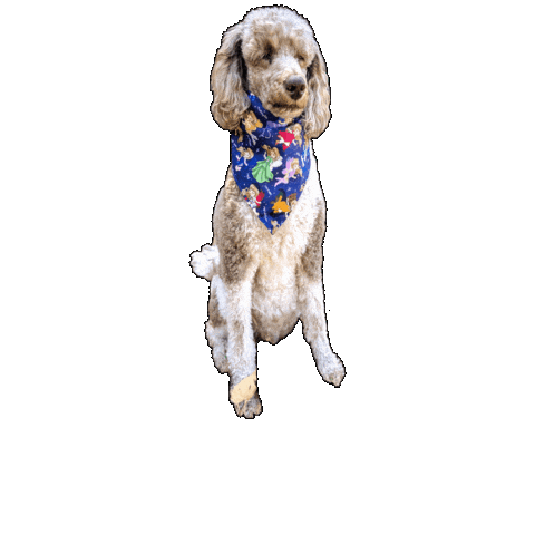 Poodle Sticker by Geekster Pets