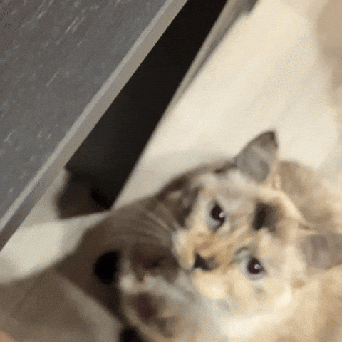 Cat Kitty GIF