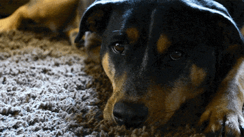 sweethearts rottweilers GIF
