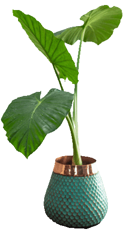 Sticker by PlantDeco