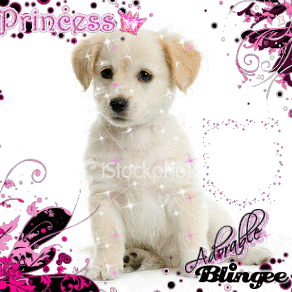 cute puppy