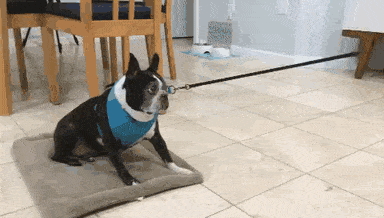 Resist Boston Terrier GIF - Find & Share on GIPHY